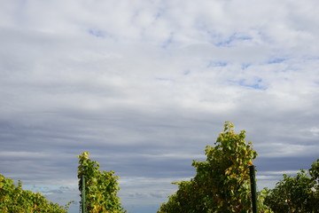 Blick von einem Weinberg in den Himmel