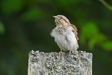 Wendehals (Jynx torquilla) - Eurasian wryneck