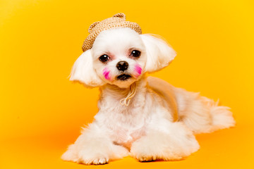 dog,반려견,강아지,멍멍이,푸들,포유동물,애견미용,애견,강아지,멍멍,개,귀여운,반려견사진,귀여운강아지,새끼강아지,pet,애완동물 © SUNGJIN