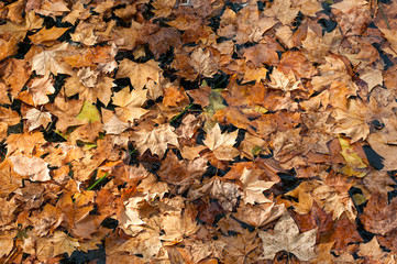 Texture with autumn maple leaves floating over Lake Banyoles in Girona (Spain).