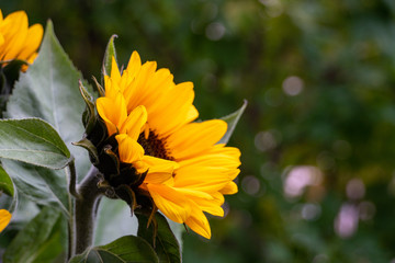 Sunflowers in the green
