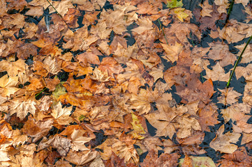 Texture with autumn maple leaves floating over Lake Banyoles in Girona (Spain).