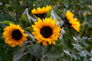Sunflowers in the green