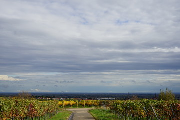 Panoramablick von den Weinbergen in Edenkoben
