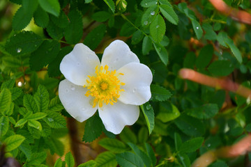 White flowers of rose hips