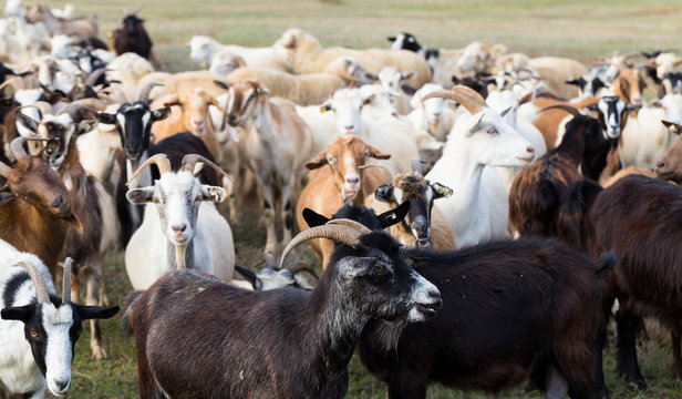 A herd of goats and sheep. Animals graze in the meadow. Pastures of Europe.