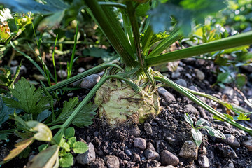 celeriac vitamins and taste fresh from the garden