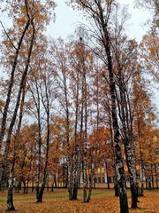 autumn park