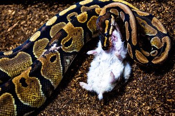 독사,사냥,파충류,뱀,비단뱀,hunting,야생동물,위험,dangerous난폭한,동물,독사,파충류,무서운,자연