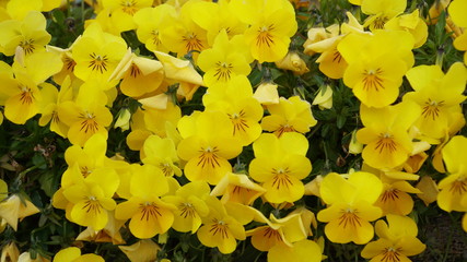 yellow and flowers