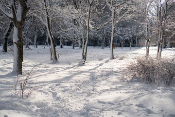 Beautiful winters nature. Trails in the snow, trees and bushes covered with white snow.