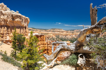 Beautiful View of Rocky Landscape in Bryce Canyon Park, Southern Utah