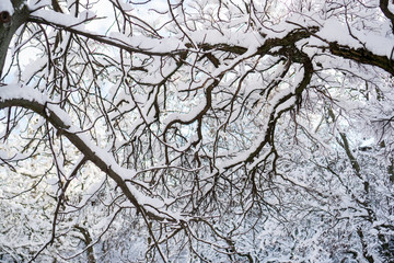 Tree branches covered with white snow against a sunny blue sky with few clouds. Winter nature close-up