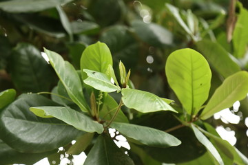 leaves of tree