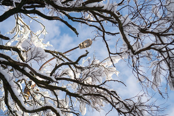 Tree branches covered with white snow against a sunny blue sky with few clouds. Winter nature close-up