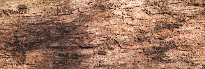 Tropical pine tree bark texture pattern, commonly found in coastal areas.