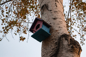 bird house on oak tree in autumn