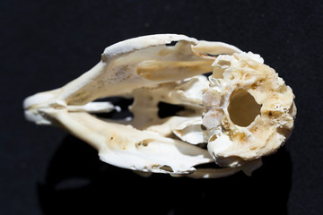 Skull of a hare on a black background. Rodent - (Lepus timidus). The bones of the head of the animal.