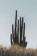 Desertic cactus at a sunny day