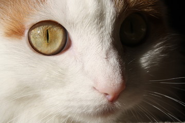 Large cat face in the sun with a dark background