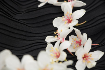 Obraz na płótnie Canvas A close-up view of tung blossoms on a black background.