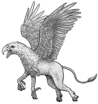 Griffin illustration, drawing, engraving, ink, line art, vector