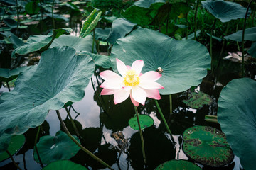 water lily in pond