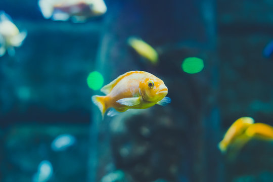 Yellow exotic decorative fish Iodotropheus sprengerae, the rusty cichlid, lavender mbuna or lavender cichlid - cichlid endemic to the Boadzulu, Chinyankwazi Islands, Lake Malawi.