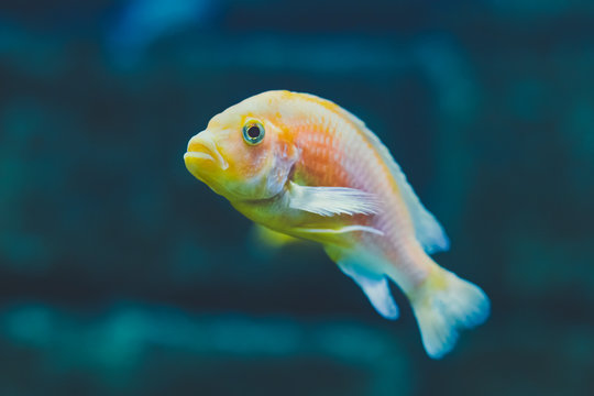 Yellow exotic decorative fish Iodotropheus sprengerae, the rusty cichlid, lavender mbuna or lavender cichlid - cichlid endemic to the Boadzulu, Chinyankwazi Islands, Lake Malawi.