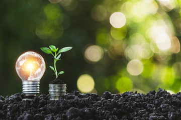 Light bulb with  young plant for energy concept put on the soil in soft green nature background.