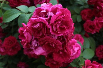 Bush of beautiful colorful pink roses in the garden