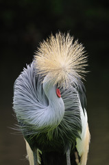 Fototapeta premium LEO