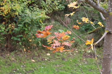 laub am Baum