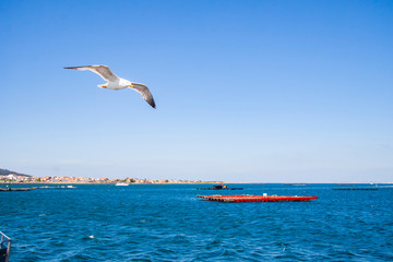 O Grove,Spain,6,2010;Located at the entrance of the Arosa estuary