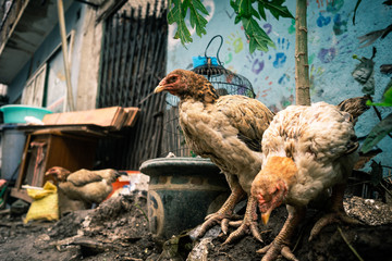 hen and chicks in saigon vietnam