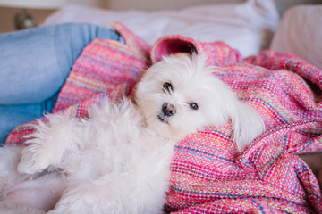 young beautiful woman lying on bed with her Cute maltese dog besides. love for animals concept - obrazy, fototapety, plakaty