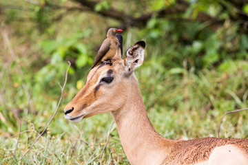 Obraz premium An Impala lying on the ground with a Red-billed Oxpecker sitting between it's ears.