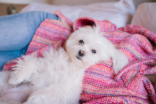 young beautiful woman lying on bed with her Cute maltese dog besides. love for animals concept foto de Stock | Adobe Stock