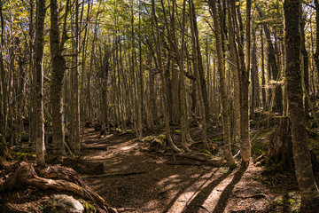 At the hiking trail in Lenga fairytale forest at Tierra del Fuego National Park in Patagonia, Argentina