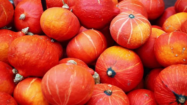 Colorful pumpkins on a pile