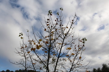 Baum im Herbst