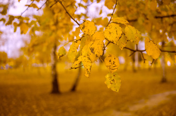 branch with yellow autumn leaves close-up in the Park. autumn park. autumn background with trees in yellow foliage.