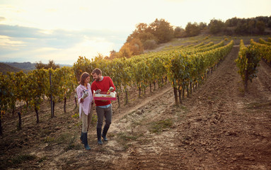 Wine and grapes. smiling couple harvesting grapes.
