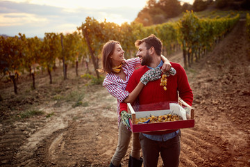 Vines in a vineyard in autumn. couple harvesting grapes.