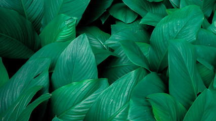 Creative tropical green leaves layout. Concept : Green leaves pattern background / Nature spring.