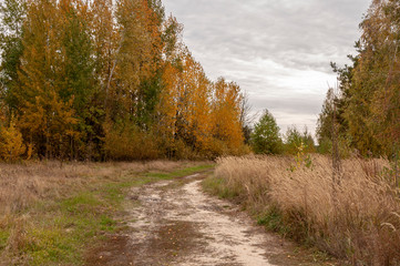 Road in a field among tall yellow grass and yellow trees