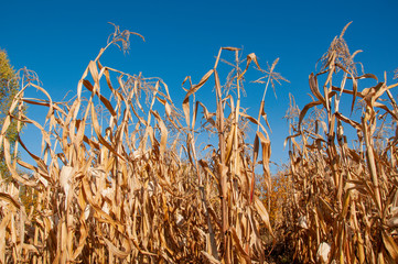 Dry corn against blue sky