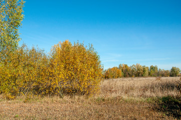 Fototapeta premium Village field with tall yellow grass and trees on the horizon