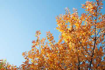 Fototapeta premium Orange and yellow autumn leaves of a tree on a background of blue sky