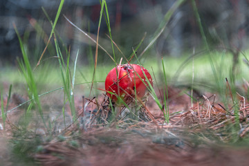 toadstools in the pine forest after the rain